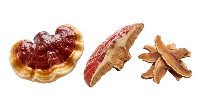 Organic Reishi Mushroom Ganoderma Lucidum, Dried Reishi Slices for Herbal Medicine, Traditional Chinese Medicinal Herb Collection isolated PNG with Transparent Background