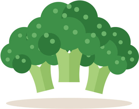 Large fresh broccoli head flat vector illustration isolated on white background