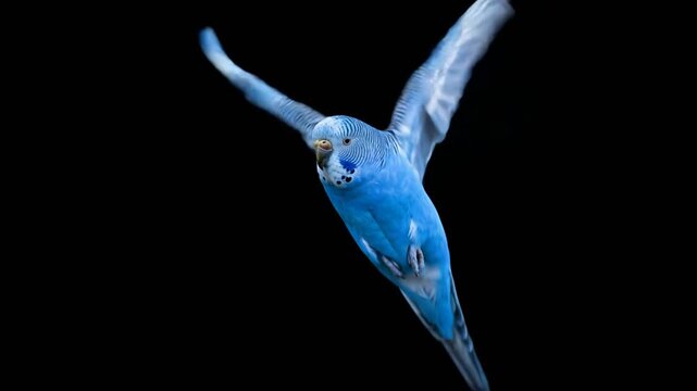 parakeet flying close up isolated on black background video