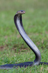 Obraz premium Javan Spitting Cobra (Naja sputatrix) Rearing Up in Defensive Hood Stance 