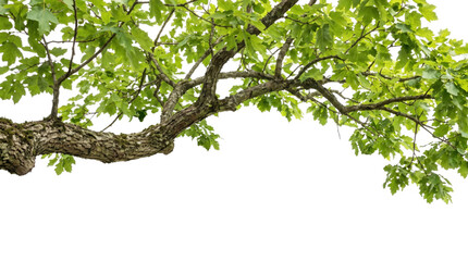 Obraz premium Lush green tree branch with leaves on a transparent background