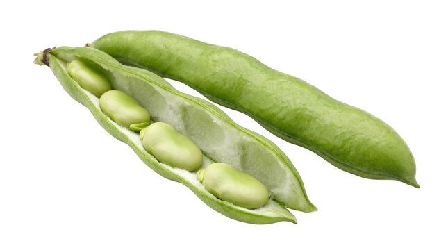 Fresh green fava beans in pod on a transparent background