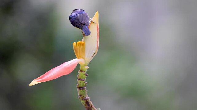 Two sunbirds perch together on a tree branch. Filmed in Can Tho, Vietnam.