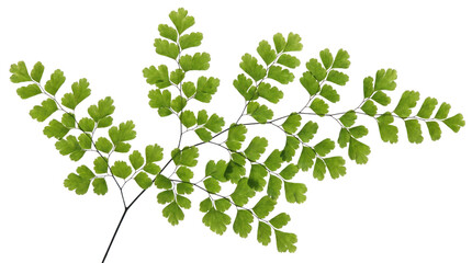 Vibrant green maidenhair fern leaves on a transparent background © Татьяна Петрова