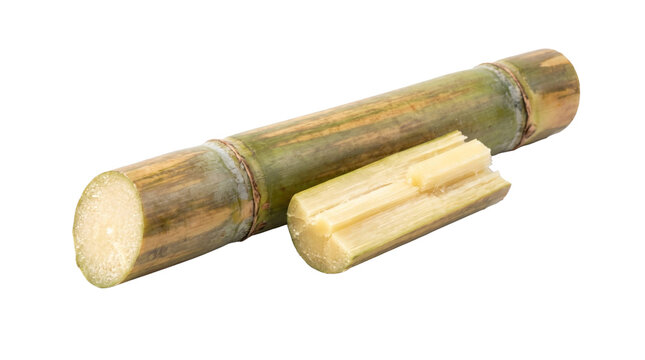 Sugarcane stalk with cut segment on a transparent background