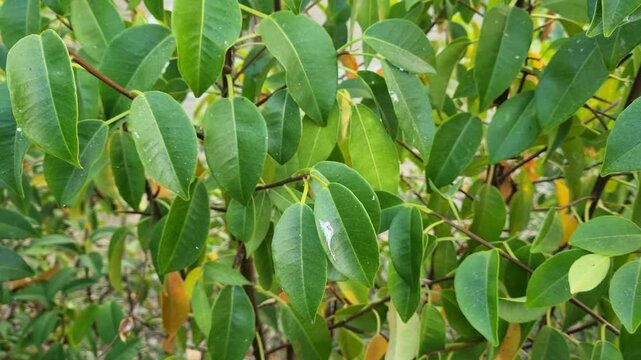 Fresh green leaves of a tropical plant swaying gently in the wind with dew drops