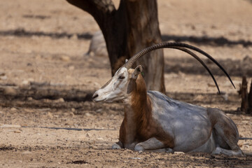 Addax antelope (Addax nasomaculatus) resting on sandy ground beneath a tree in an arid environment, displaying its long twisted horns and distinctive pale coat. © Veaceslav