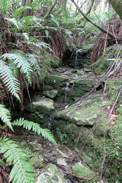 Forest stream with mossy rocks and ferns