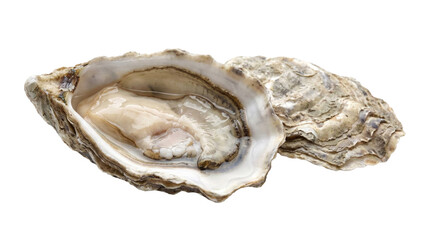 Open oyster shell with fresh meat on a transparent background © Татьяна Петрова