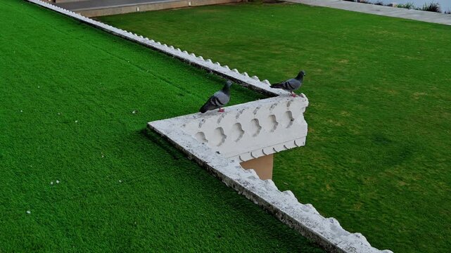 Pigeons gather on a white ornamental parapet beside a green terrace surface in Udaipur.