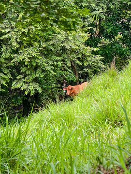 Animales de granja en el campo libres