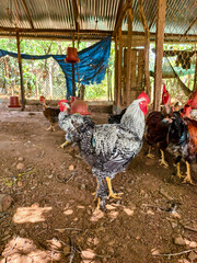 Animales de granja  © crist.cort
