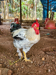 Animales de granja  © crist.cort