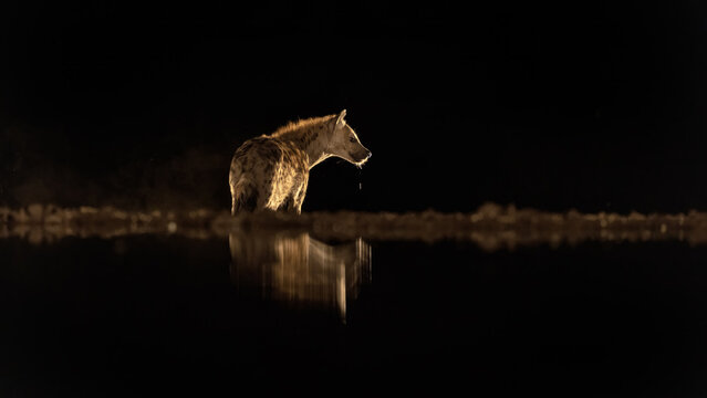 Solitary spotted hyena, Crocuta crocuta, has been drinking from a waterhole at night. Side profile with mirror reflection. South Rift Valley, Kenya.