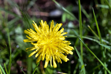 Yellow dandelion flower blooming in green grass, macro close-up. Taraxacum officinale © Camilo