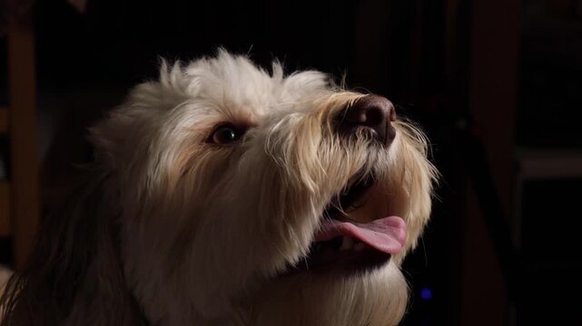 dog whining and panting with open mouth indoors, fluffy mixed breed dog breathing with tongue out in cozy home interior close up, expressive anxious face in warm light, concept of pet care