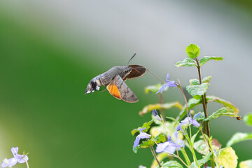 Hummingbird hawk-moth drinking nectar from blue flower while hovering © Dmytro Hryshanin