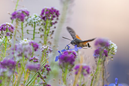 Hummingbird hawk-moth feeding among purple and blue garden flowers