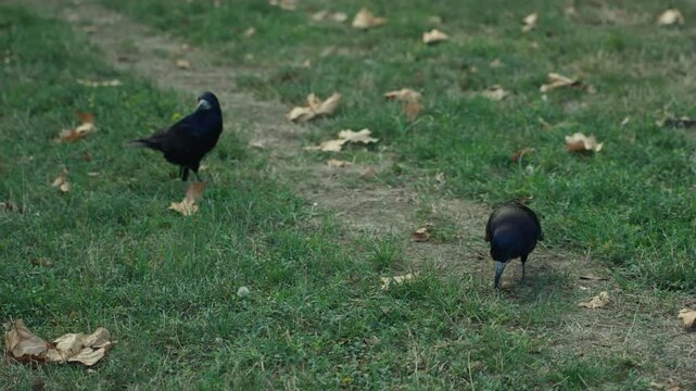 Two crows are strolling across a green meadow
