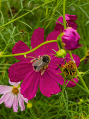Bumblebee covered in pollen collecting nectar on a bright pink cosmos flower in the garden. © Yevheniia