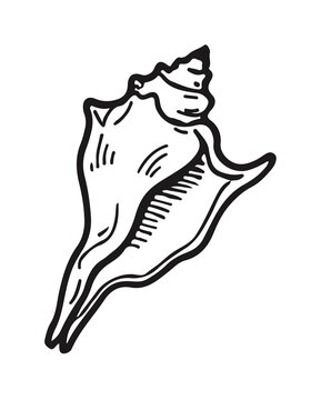 Handdrawn conch shell illustration isolated on transparent background