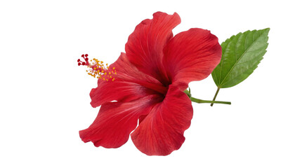 Vibrant red hibiscus flower with green leaf on a transparent background © Татьяна Петрова