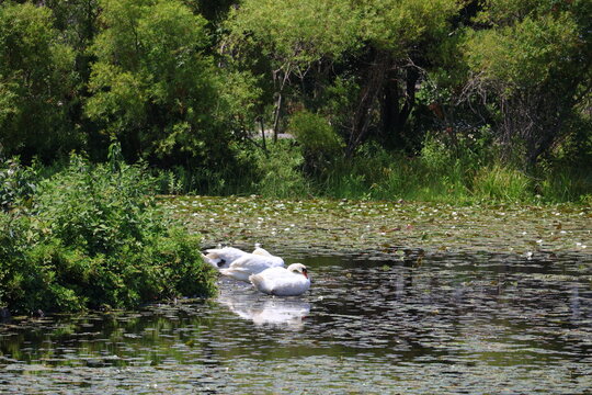 A pair of white swans roosting in a pond on a bright summer day.