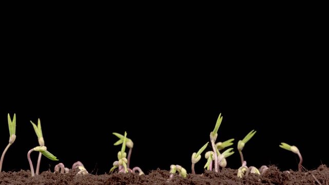 
Beautiful Time Lapse of Growth Mung Bean Plants Against a Black Background. Vigna Radiata. 4K.