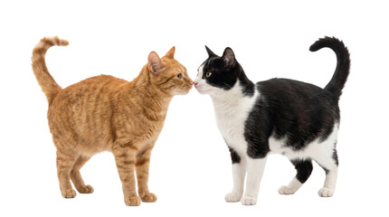 Fototapeta premium Ginger and black-white cats interacting on a transparent background