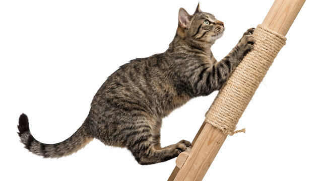 Playful tabby cat climbing scratcher on a transparent background