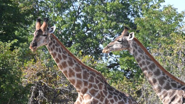 Two giraffes (Giraffa camelopardalis) in Chobe National Park, Botswana, Africa.