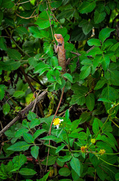 Male oriental garden lizard (Calotes versicolor) with bright orange head perched on a branch. Changeable lizard or eastern bloodsucker in its natural tropical habitat in Thailand, close-up shot.