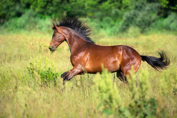 Bay horse with long mane run free © kwadrat70