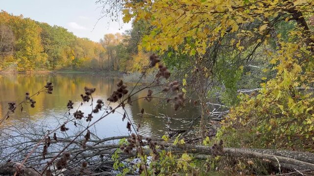 A beautiful landscape by the lake in an autumn forest.