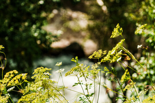 Delicate yellow wildflowers beside a shaded woodland stream with dappled sunlight, lush green foliage, and softly blurred natural background in a forest landscape