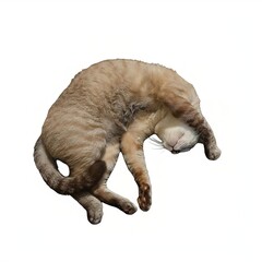 Cute tabby, Wichian sleeping upside down white background © Piyarat