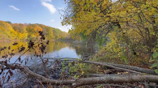 A beautiful autumn landscape with yellow leaves by a lake