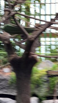 Two gibbons swing and play on a rope in a zoo enclosure, agile black apes hanging and moving along a rope with long arms at an animal park.