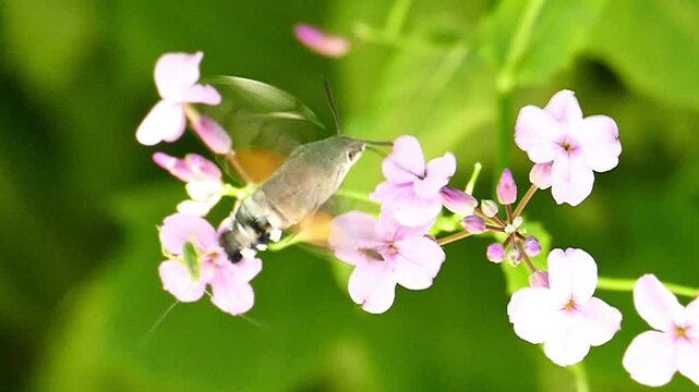 Macro shot of a Hummingbird Hawk-Moth hovering fast to gather nectar from flowers on a sunny day. Detailed view of Macroglossum stellatarum feeding with its long proboscis in wild nature.