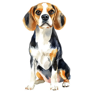 Watercolor painting of Beagle, detailed artistic vector illustration on clean white background