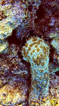 Graeffe&rsquo;s Sea Cucumber Rests on the Rocky Reef, Displaying a Spotted Body Covered With Raised, Pointed Bumps - Underwater Shot