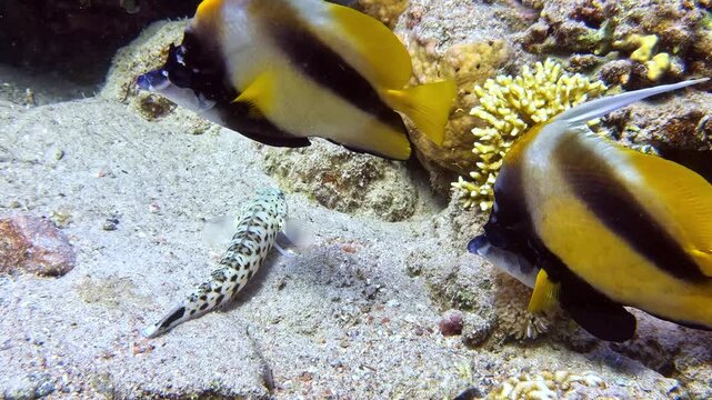 Speckled sandperch hiding in its burrow while Red Sea bannerfish swim over a sandy bottom