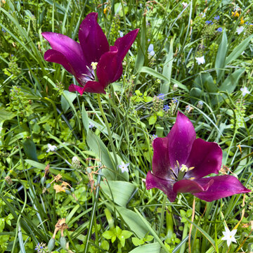 Deep purple Tulipa gesneriana flowers blooming above lush foliage in a spring garden garden