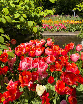 Red, pink and orange tulips blooming beside a reflective garden pond in spring