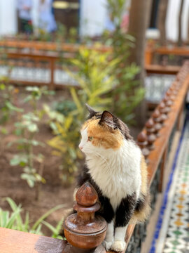 Calico cat on wooden riad railing in Marrakech courtyard garden, Morocco. Soft daytime light, warm, tranquil atmosphere