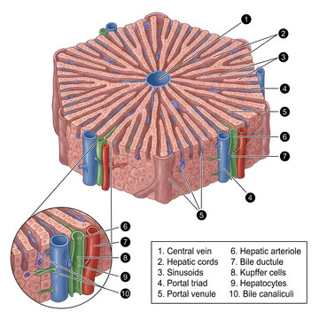 Liver lobule structure with central vein hepatic cords sinusoids portal triad.