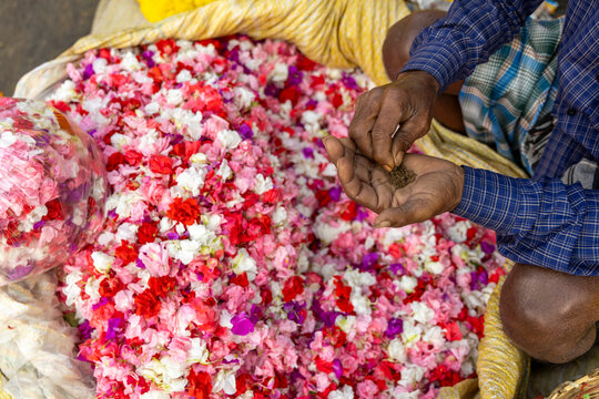 Hands sorting a heap of red pink and white flower petals in a sack at the flower market, West Bengal, Kolkata, India