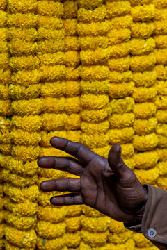 Dark hand reaching in front of a wall of strung yellow marigold garlands at the flower market, West Bengal, Kolkata, India