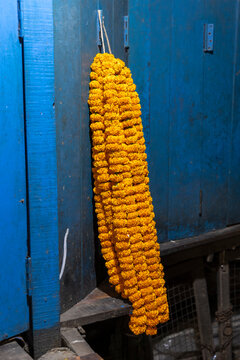 Long orange marigold garland hanging against a bright blue wooden wall at the flower market, West Bengal, Kolkata, India