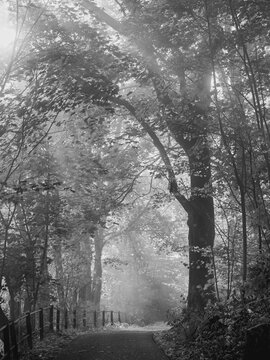 Im Wald nahe Dammelsberg am Rotenberg im Fr&uuml;hnebel unterwegs zum Wandern und Fotografieren das lohnt sich in schwarz-wei&szlig;
